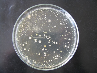 Выявление общего количества микроорганизмов в продукте (МАФАиМ)
